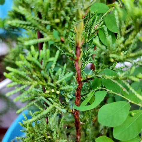 杉樹果實|裸子植物實